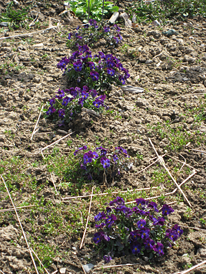 pansy unmulched